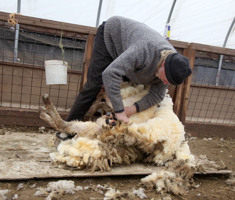 Getting Stitched on the Farm Sheep Shearing 2017
