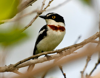 Black-Headed Batis Female