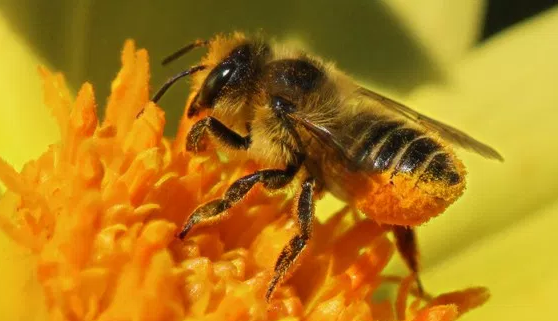 44 Koleksi Gambar Siklus Hidup Hewan Lebah Gratis Terbaik