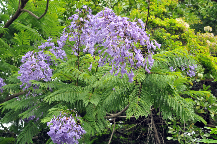 福星花園 藍花楹