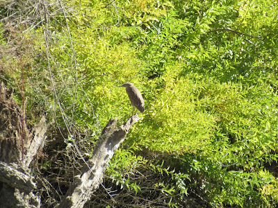 Colusa National Wildlife Refuge