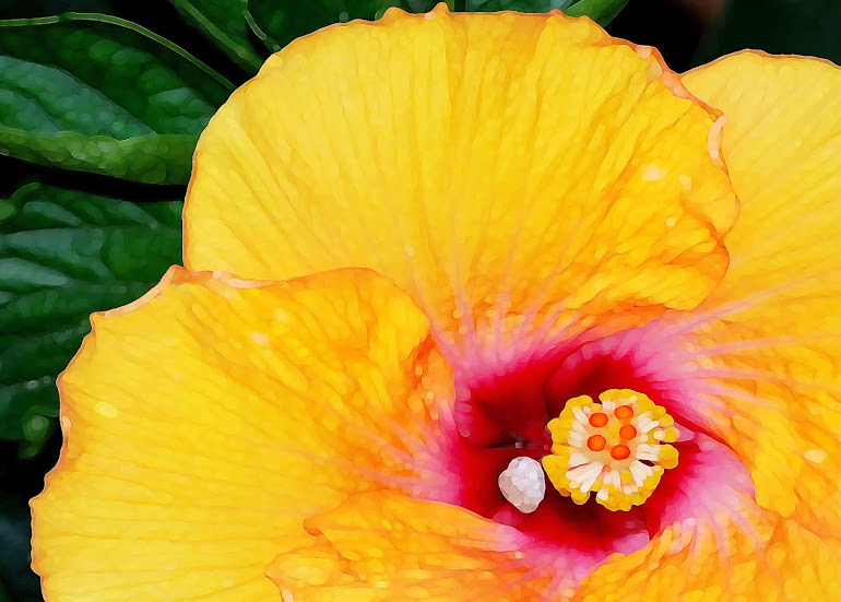 Hibiscus