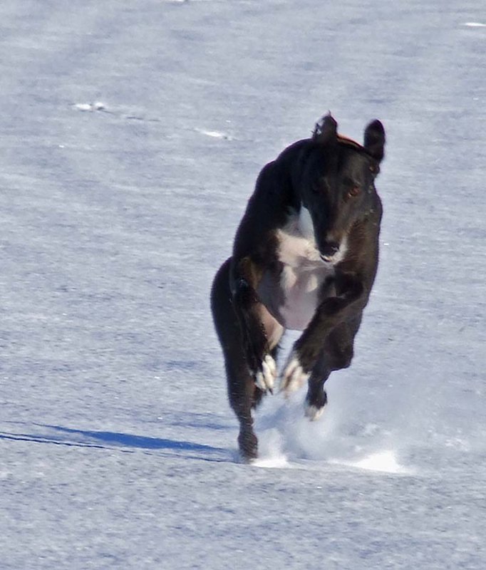 köpek resimleri,köpek cinsleri Ocak 2012