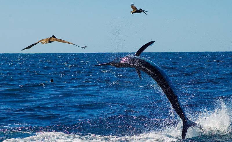 Cabo San Lucas, Mexico
