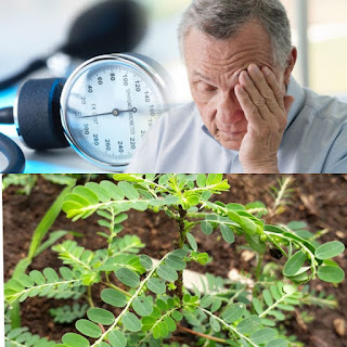 Manfaat Daun Meniran Untuk Darah Tinggi (Hipertensi)   tanaman meniran pasti sering mudah kita jumpai disekitar lingkungan tempat tinggal Manfaat Daun Meniran Untuk Darah Tinggi (Hipertensi)