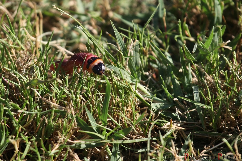 Pescalune Photo: Cossus gâte-bois (Cossus cossus), Goat moth