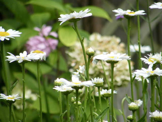 Stand of daisies.