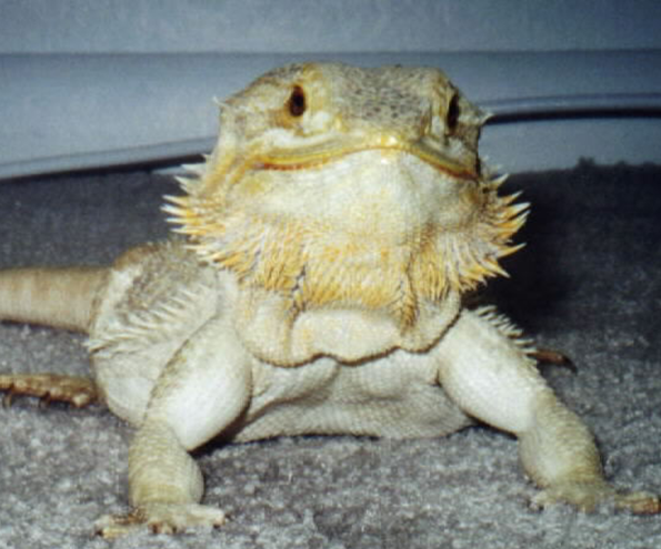 bearded-dragon-symptoms-1.jpg