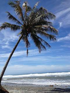 pohon kelapa di pantai manula kaur