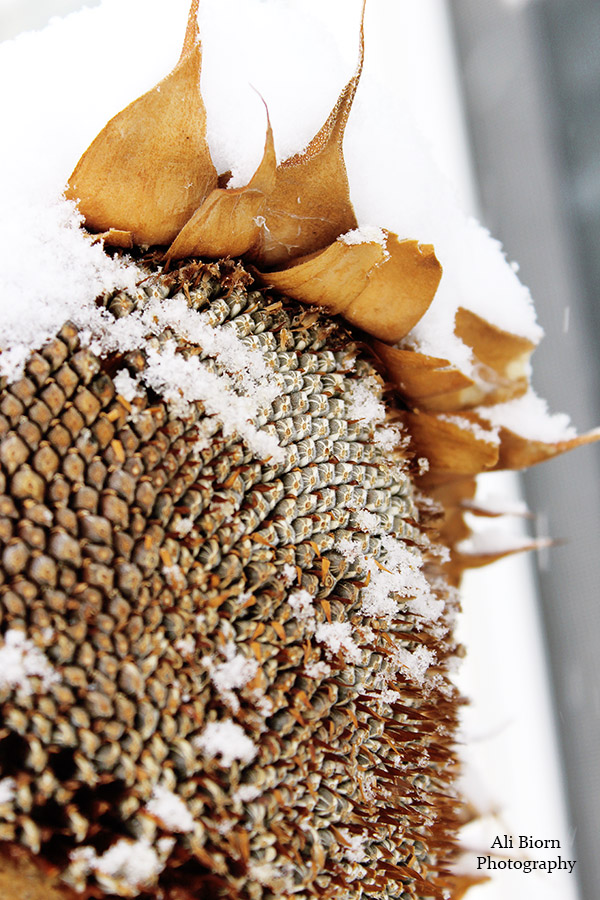 Sunflower in the Snow Ali Biorn Photography