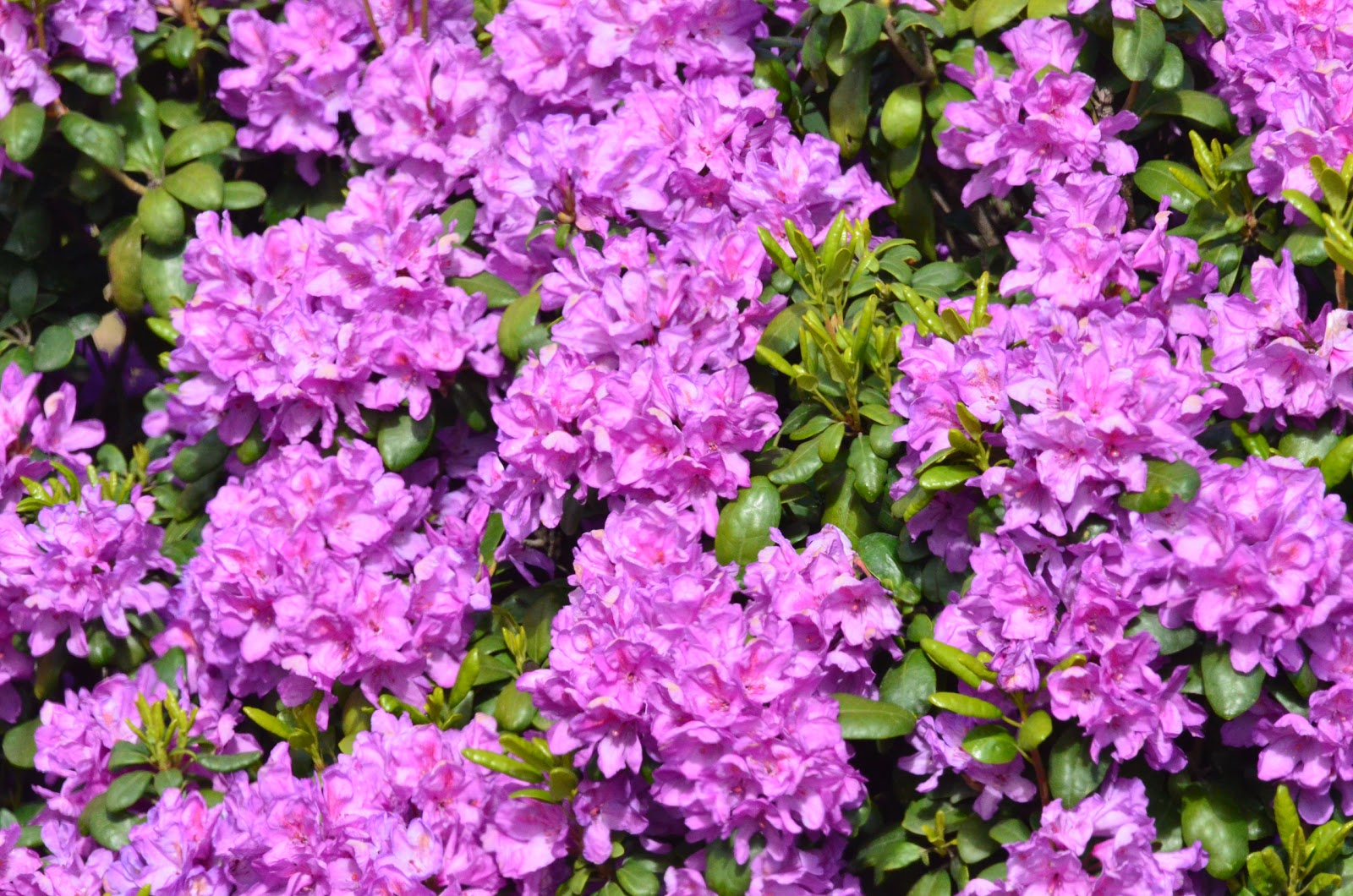 Oregon through my eyes Oregon flowers & Rhododendron Garden in Porltand