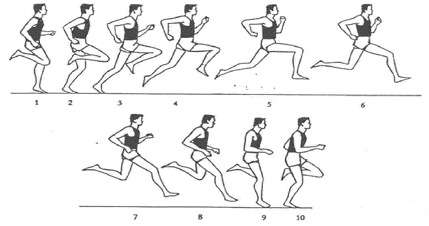 Alfonso Entrenador LA TÉCNICA DE CARRERA EN EL TRIATLETA Alfonso Entrenador LA TÉCNICA DE CARRERA EN EL TRIATLETA