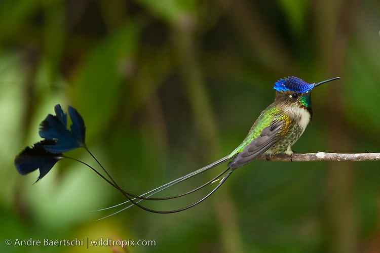 DragonsFaeriesElves&theUnseen : HUMMINGBIRDS OF PERU