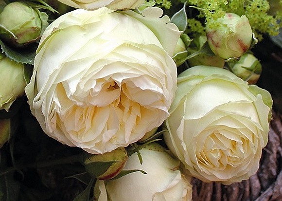 Wedding Piano rose сорт розы фото  