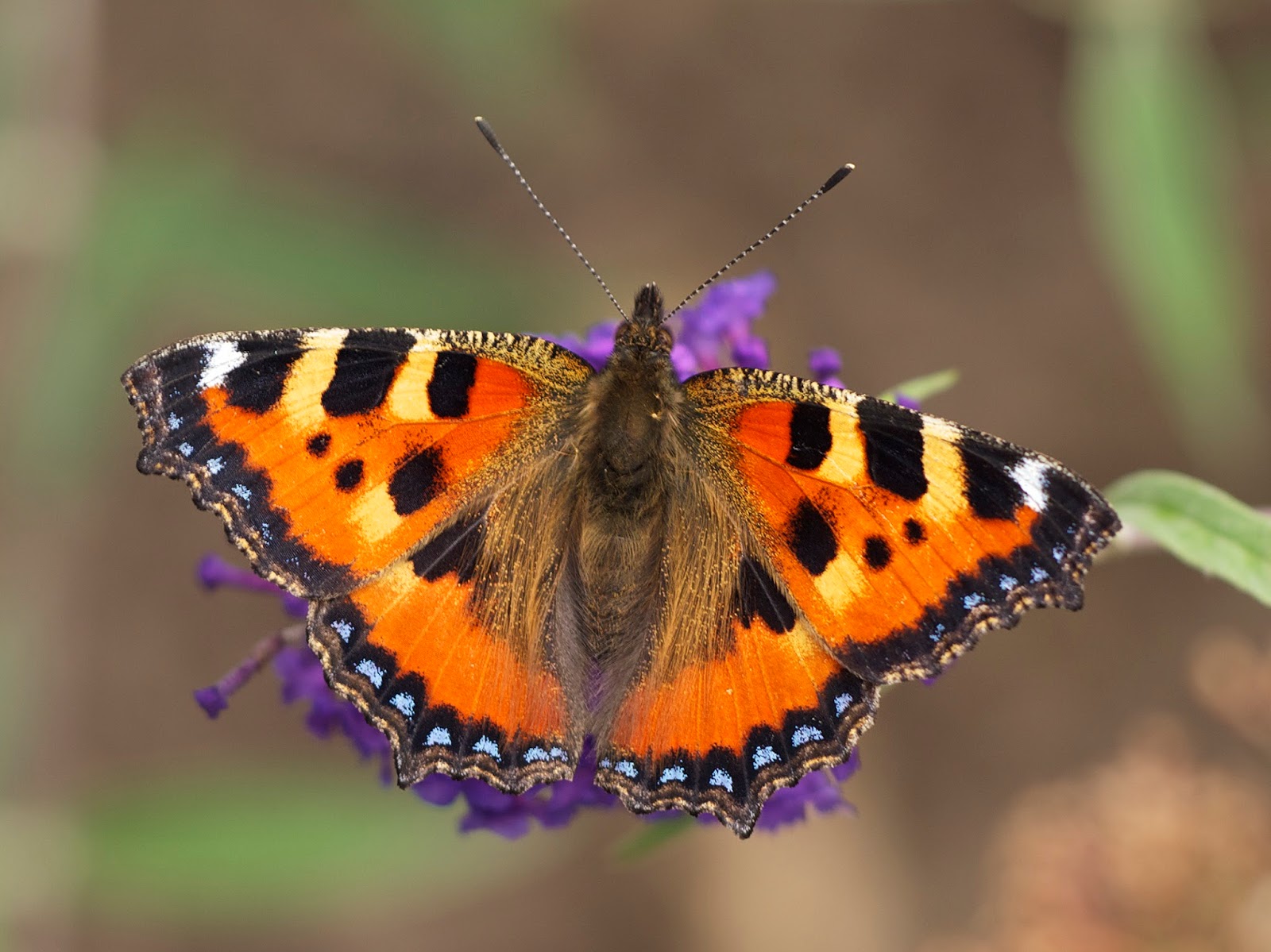 Insects: Aglais urticae