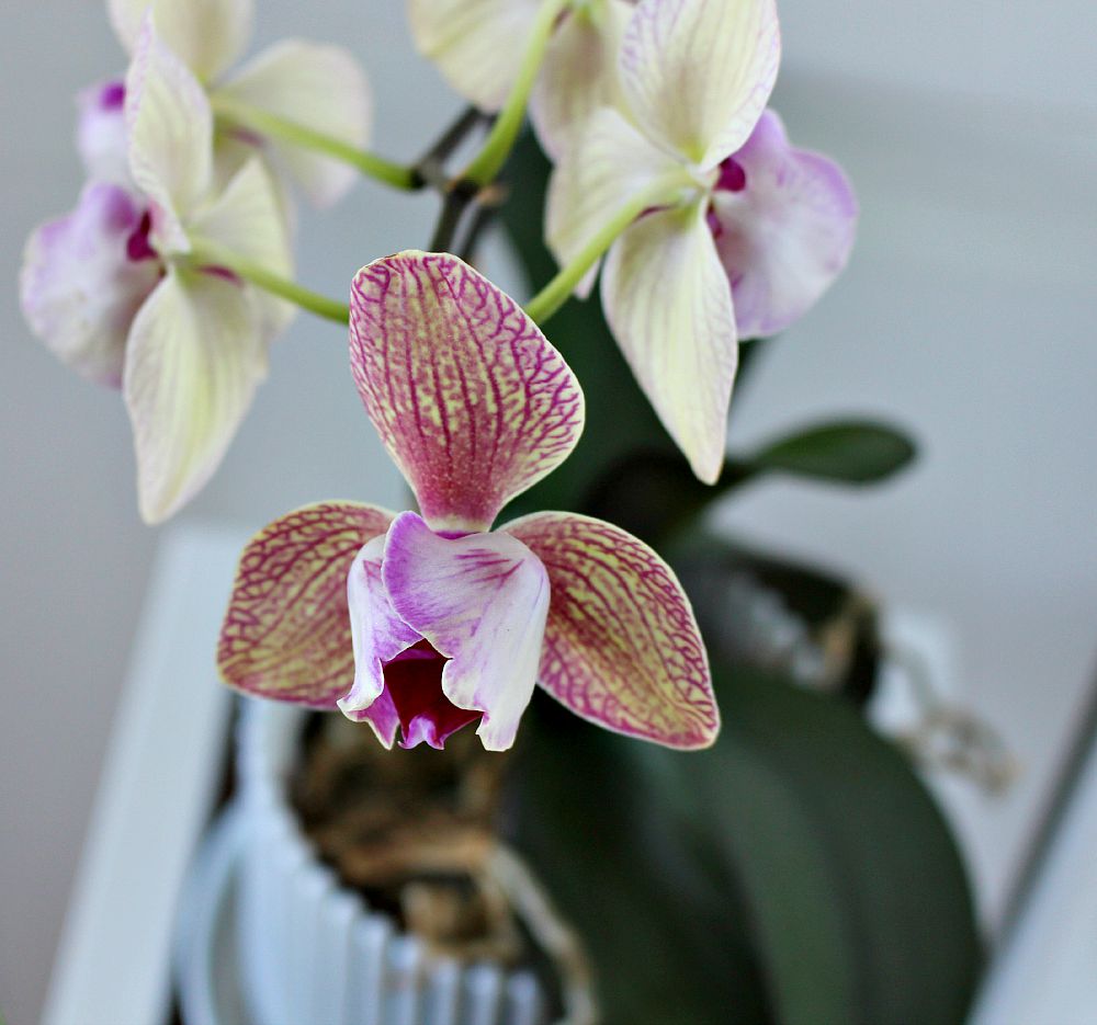 Purple and pink orchid