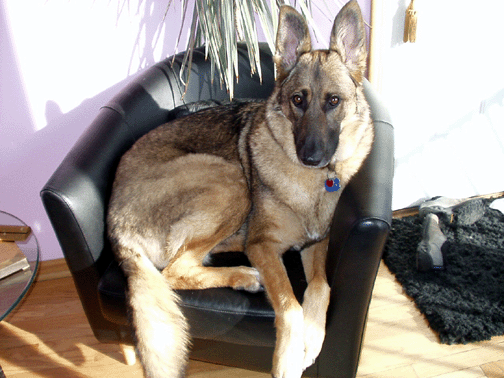 german shepherd in a small chair