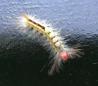 white marked tussock moth caterpillar on a black background
