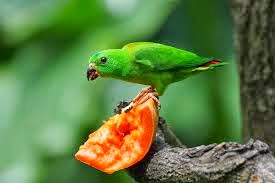 Foto Burung Srindit Sumatera Terbaik