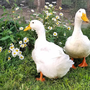 Cold Weather Tips For Winter Duck Care Fresh Eggs Daily 5 Reasons Why You Need To Raise Ducks