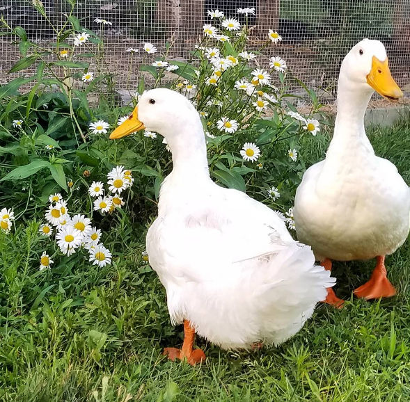5 Reasons Why you Need to Raise Ducks Fresh Eggs Daily® with Lisa Steele