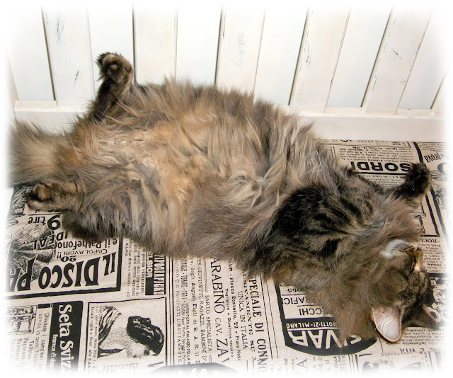 sibirische Waldkatze Mia sibirische Waldkatze Mia