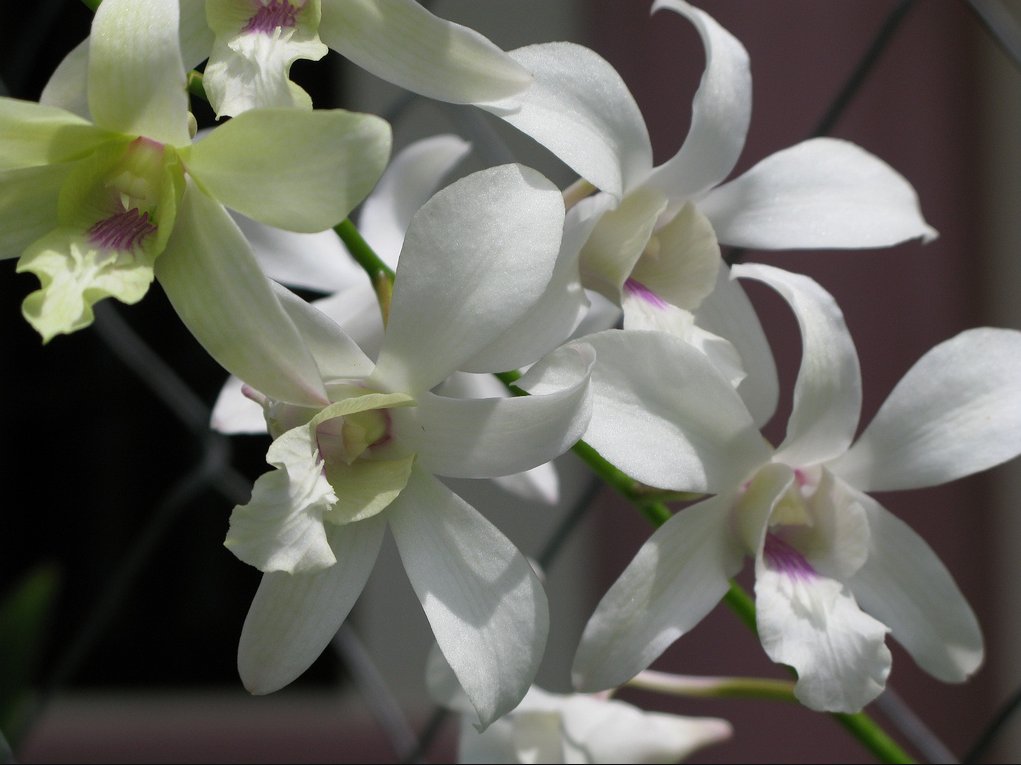 El Viajero Discover Why Zamboanga is dubbed as the CITY OF FLOWERS