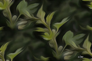 Blumen, flores, Flower, fleurs, květiny, Flores, blomme Fauna, Flora, Tiere, Vögel, Fische, Insekten, Blumen, Bäume, Berge, Meer, Ozean, Natur, Sonne, Mond, animals, birds, fish, insects, flowers, trees, mountains