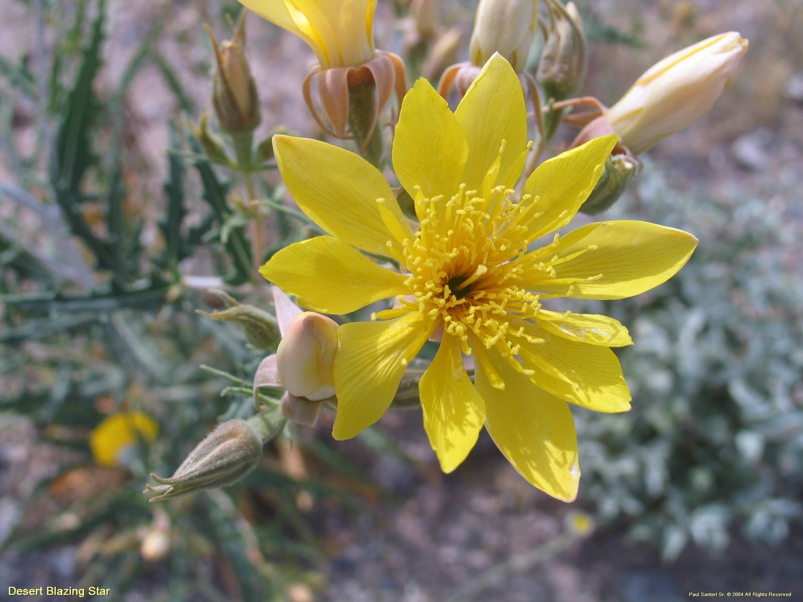 Flower Homes Desert Flowers
