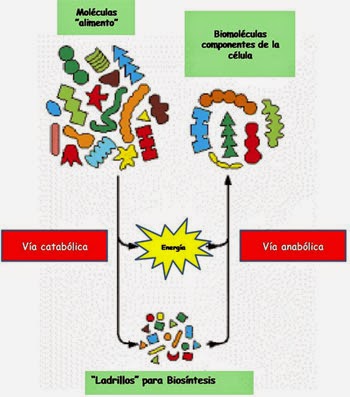 Microbiología: Metabolismo Bacteriano