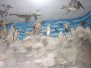Museo de Zoologa Juan Ormea Rodrguez