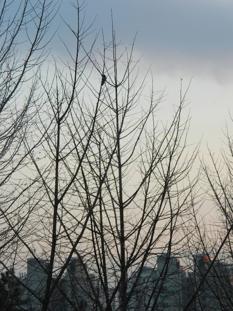 Bare trees during sunset