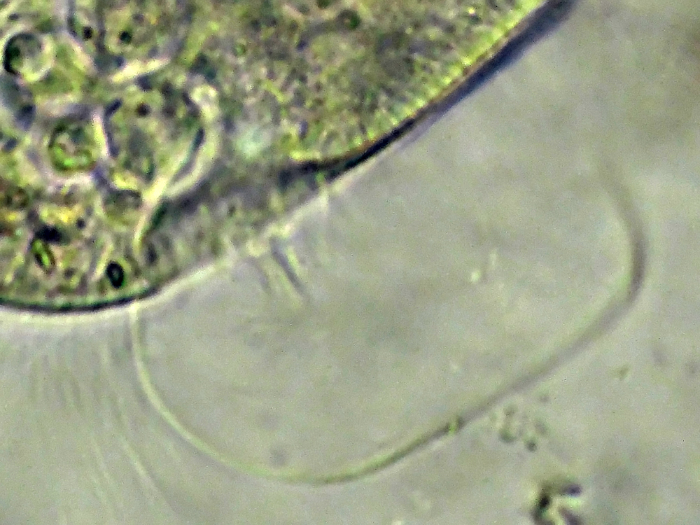 Il Microscopio
