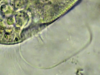 Il Microscopio