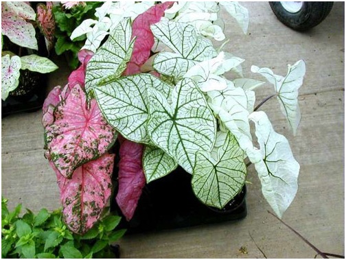Cảnh giác những cây độc tố chết người khi trồng trong nhà Cảnh giác những cây độc tố chết người khi trồng trong nhà