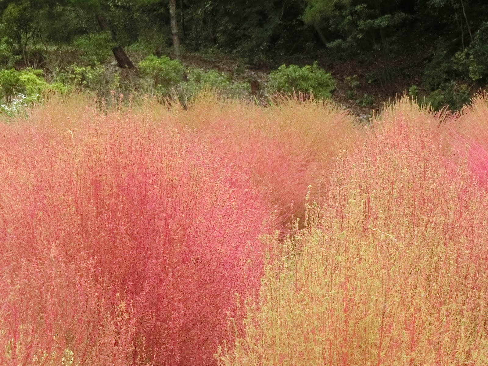 Кохия веничная. Кохия летний кипарис. Кохия султан. Пылающий куст. Кохия летний кипарис.