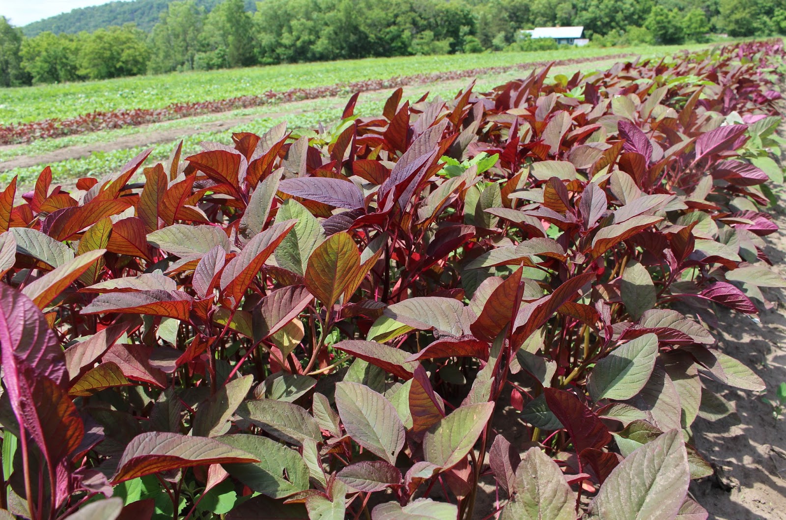 Harmony Valley Farm Vegetable Feature Amaranth Greens