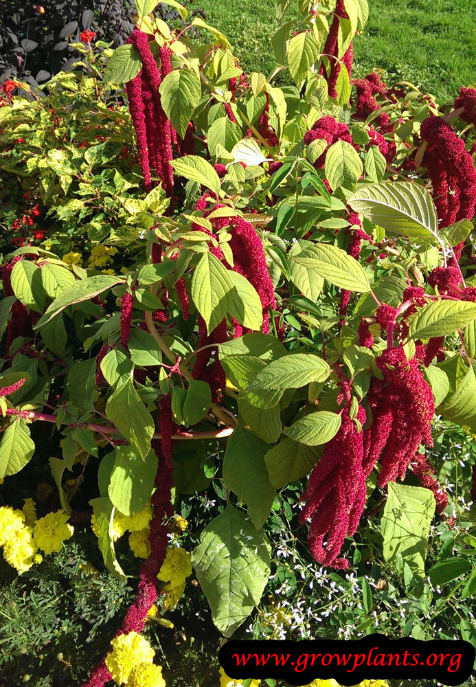 How to Grow Amaranth, Tips and Guide to Growing Amaranth Everything