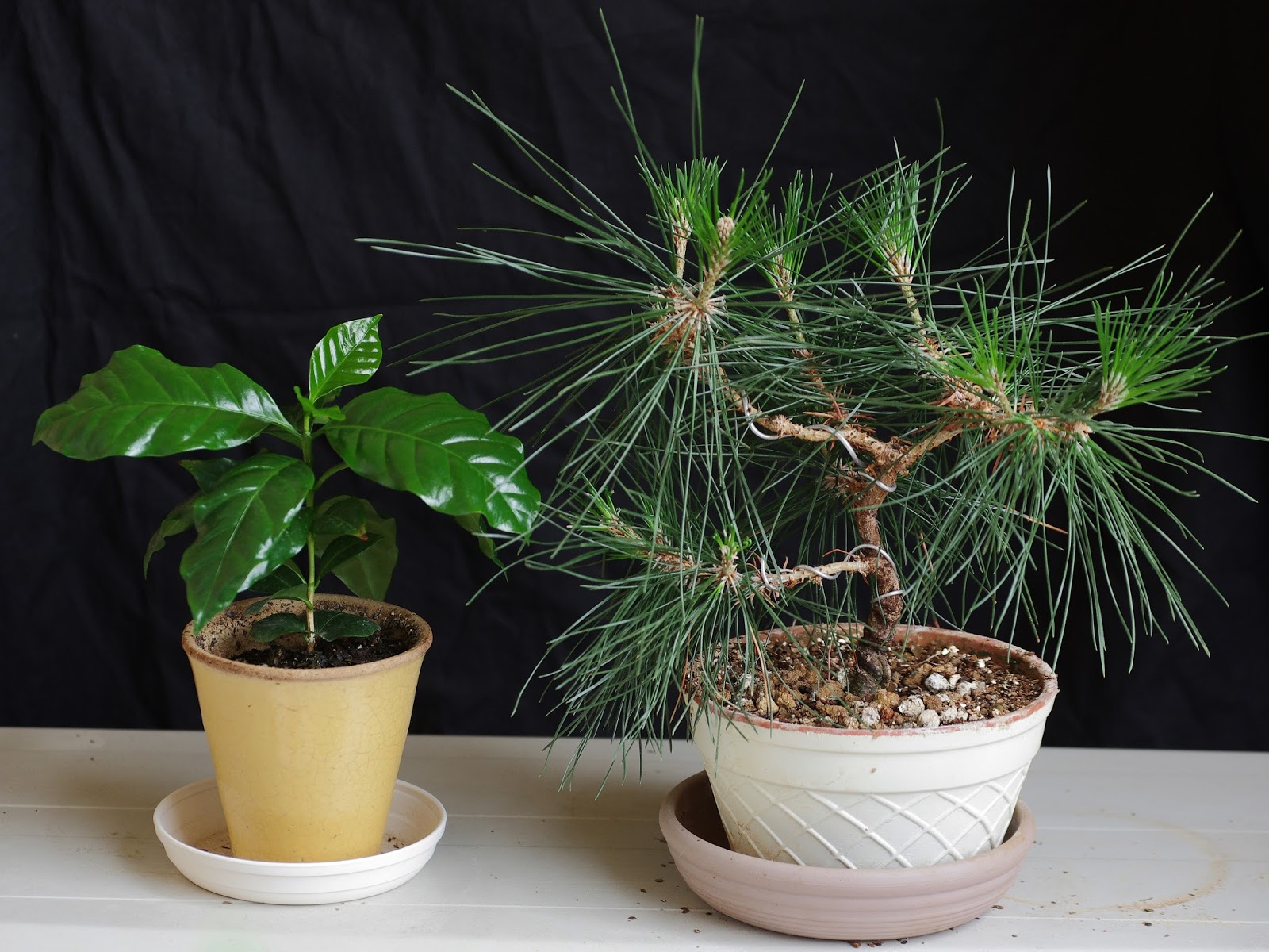Janne In Osaka Bonsai Has a New Friend