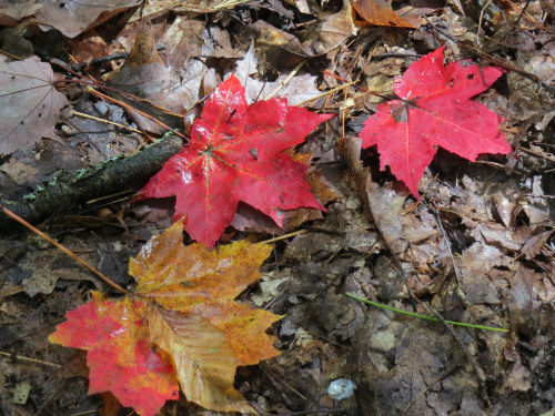 red leaves