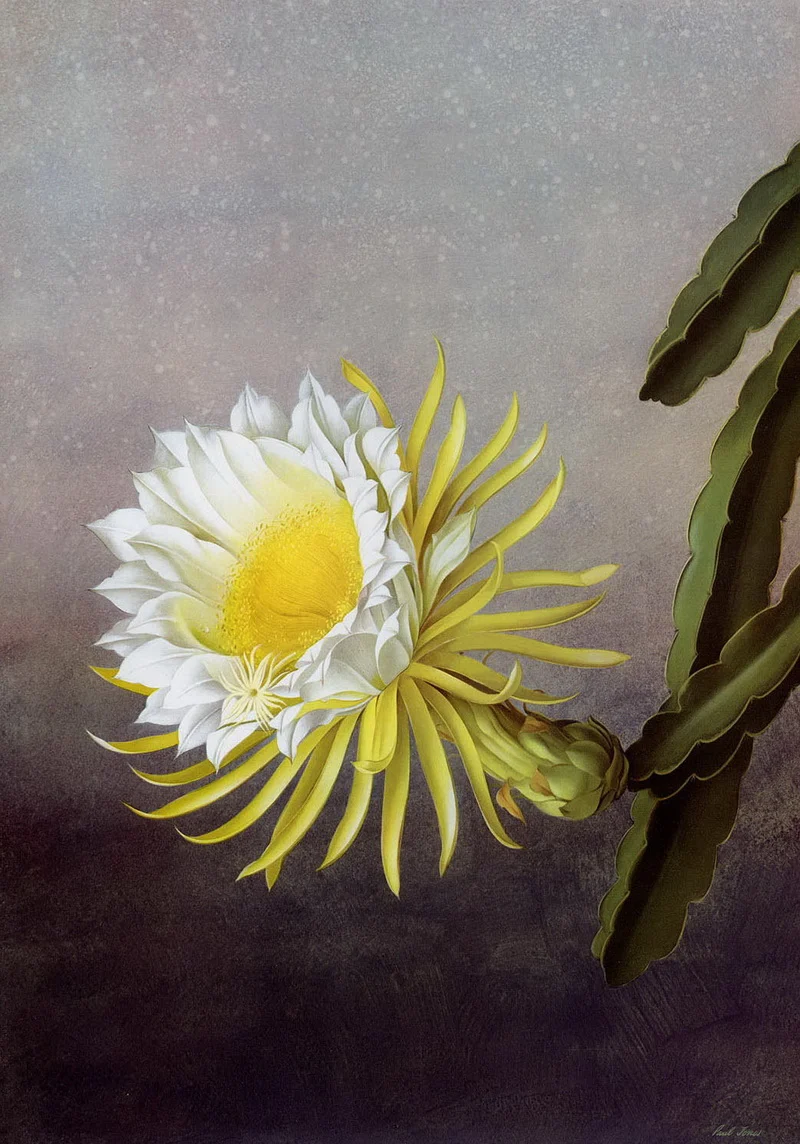 Paul Jones 1921-1997 ~ pintor australiano | Flores de Mayo 