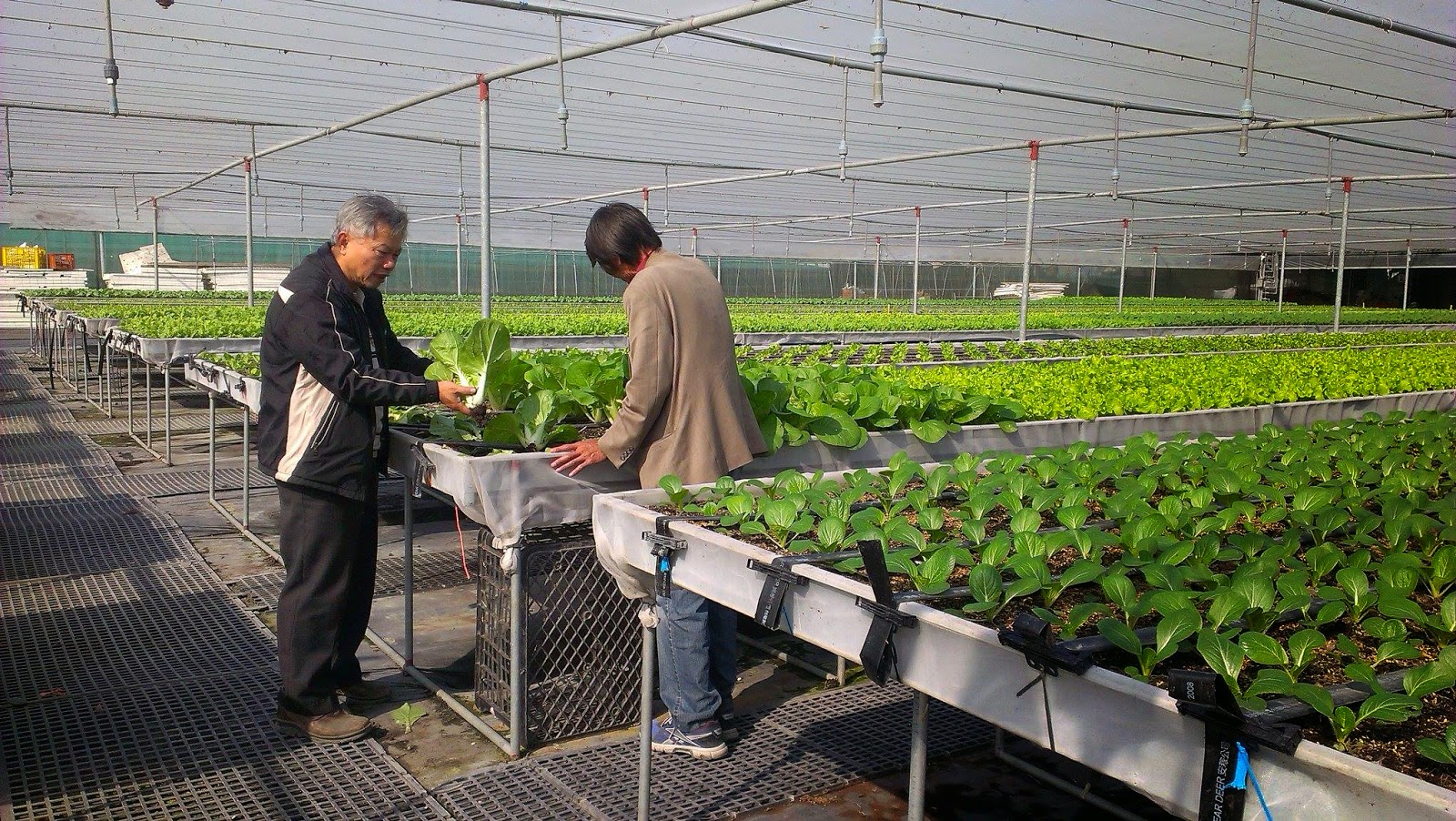 西螺-漢光果菜生產合作社 蔬菜離地有機栽培隨手拍