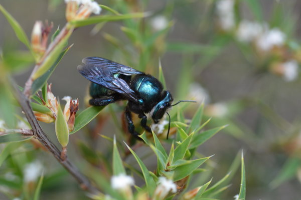 blue bee inc blue bee inc
