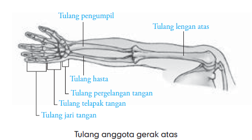 Rangka Apendikuler (Tulang Bahu, Panggul, Tulang Anggota