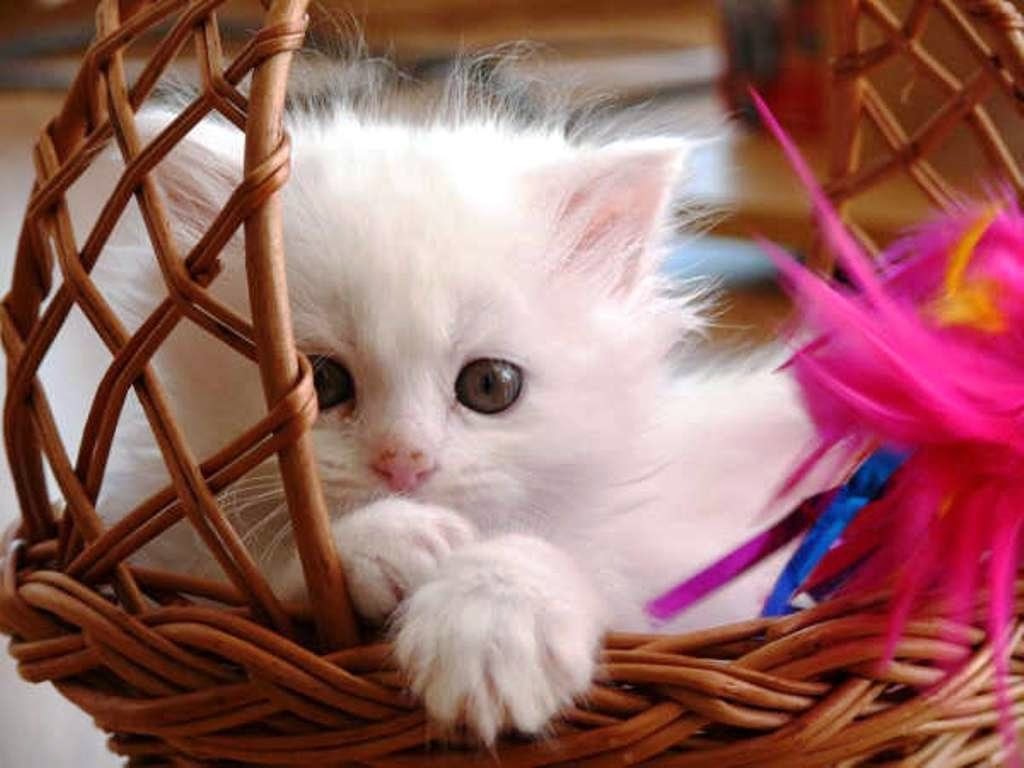 Best Cat iPhone HD Wallpapers  iLikeWallpaper