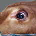 Cuando se da cuenta en dónde se encuentra, una vaca llora de angustia