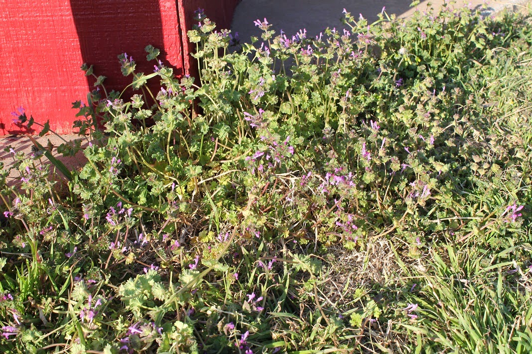 silvermari & the stick Purple Flowers Purple Weeds