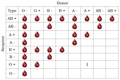 Blood Group Donors Chart