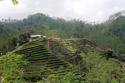 Kebun Teh Nglinggo Kebun Teh Nglinggo