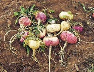 Makanan Yang Meningkatkan Jumlah Volume Sperma Makanan Yang Meningkatkan Jumlah Volume Sperma